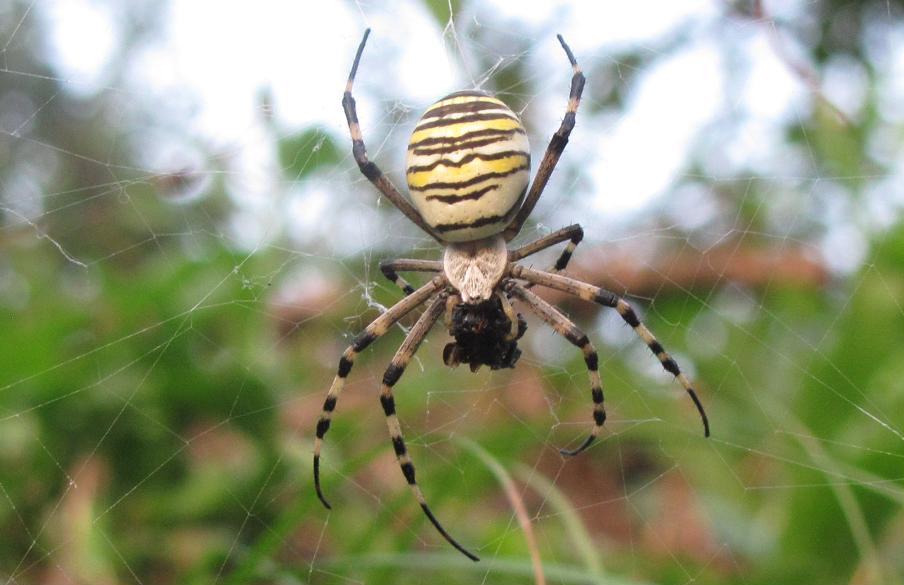 Argiope bruennichi